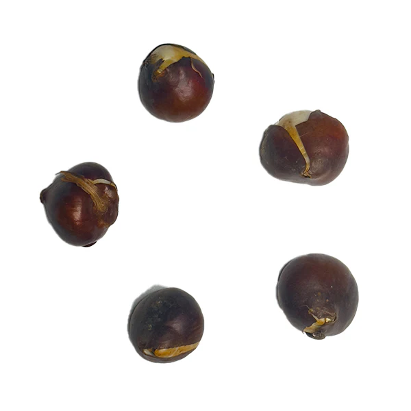 Tulip Fostery King Bulbs - Image 2