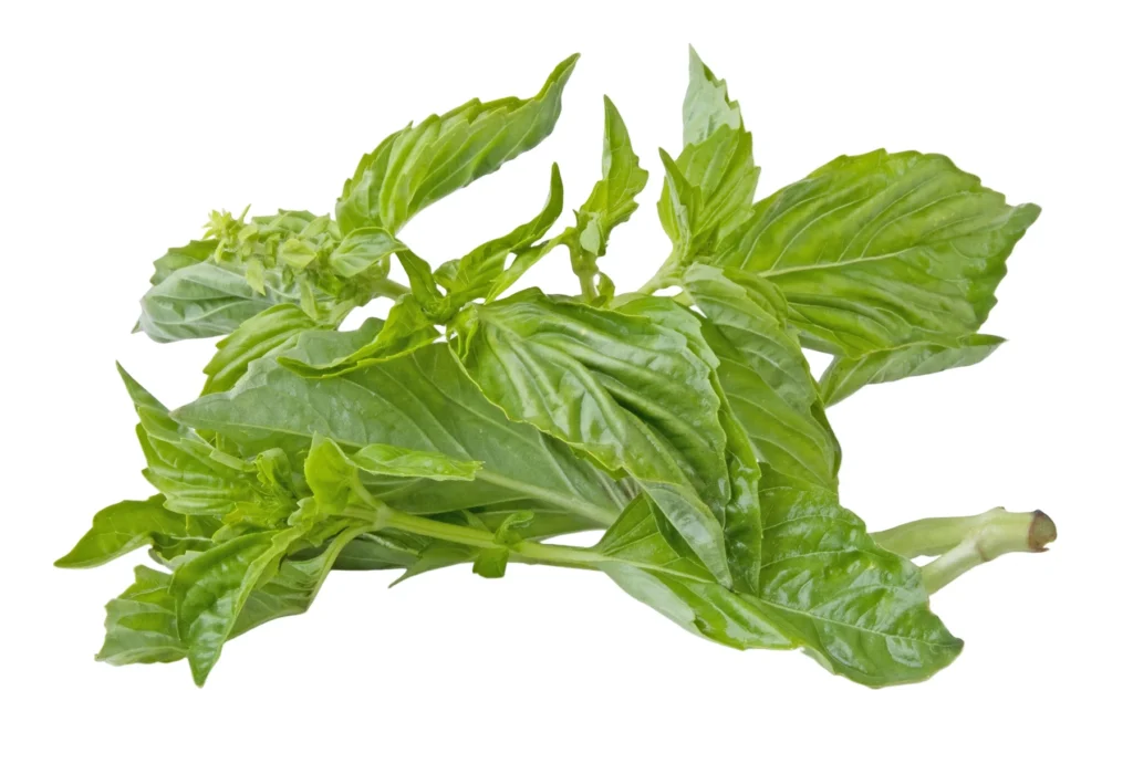 Basil Lettuce Leaf Seeds
