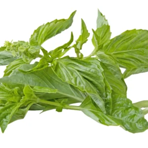 Basil Lettuce Leaf Seeds