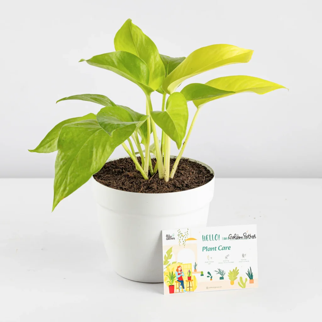 Golden Money Plant