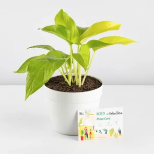 Golden Money Plant