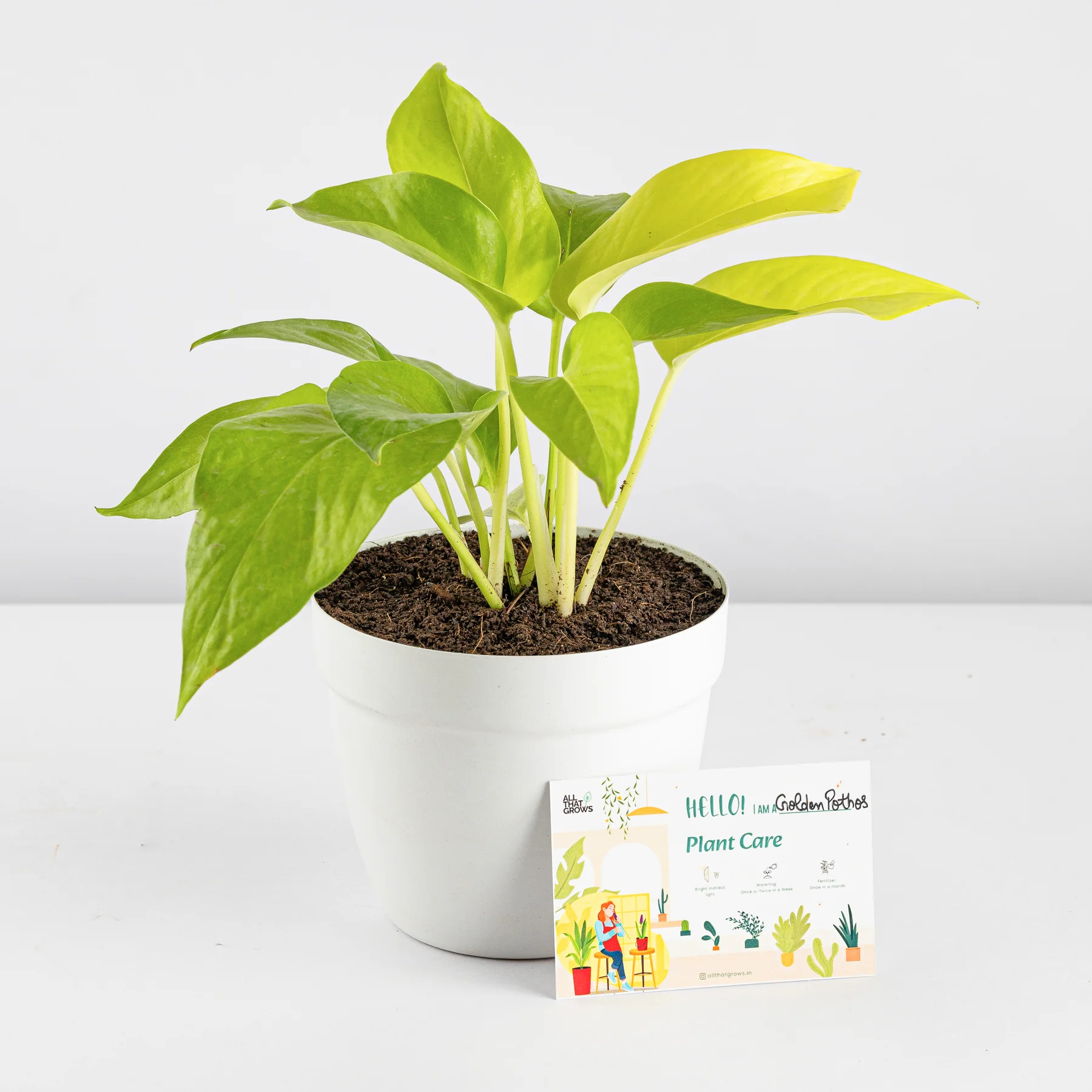 Golden Money Plant