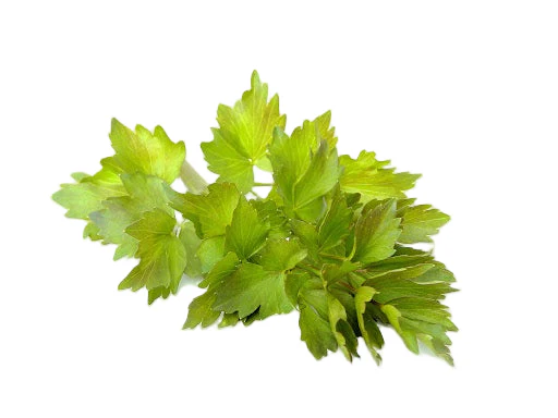 Lovage Seeds