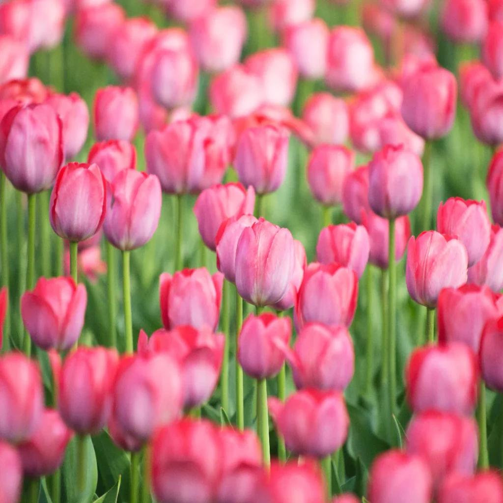 Tulip Big Love Bulbs