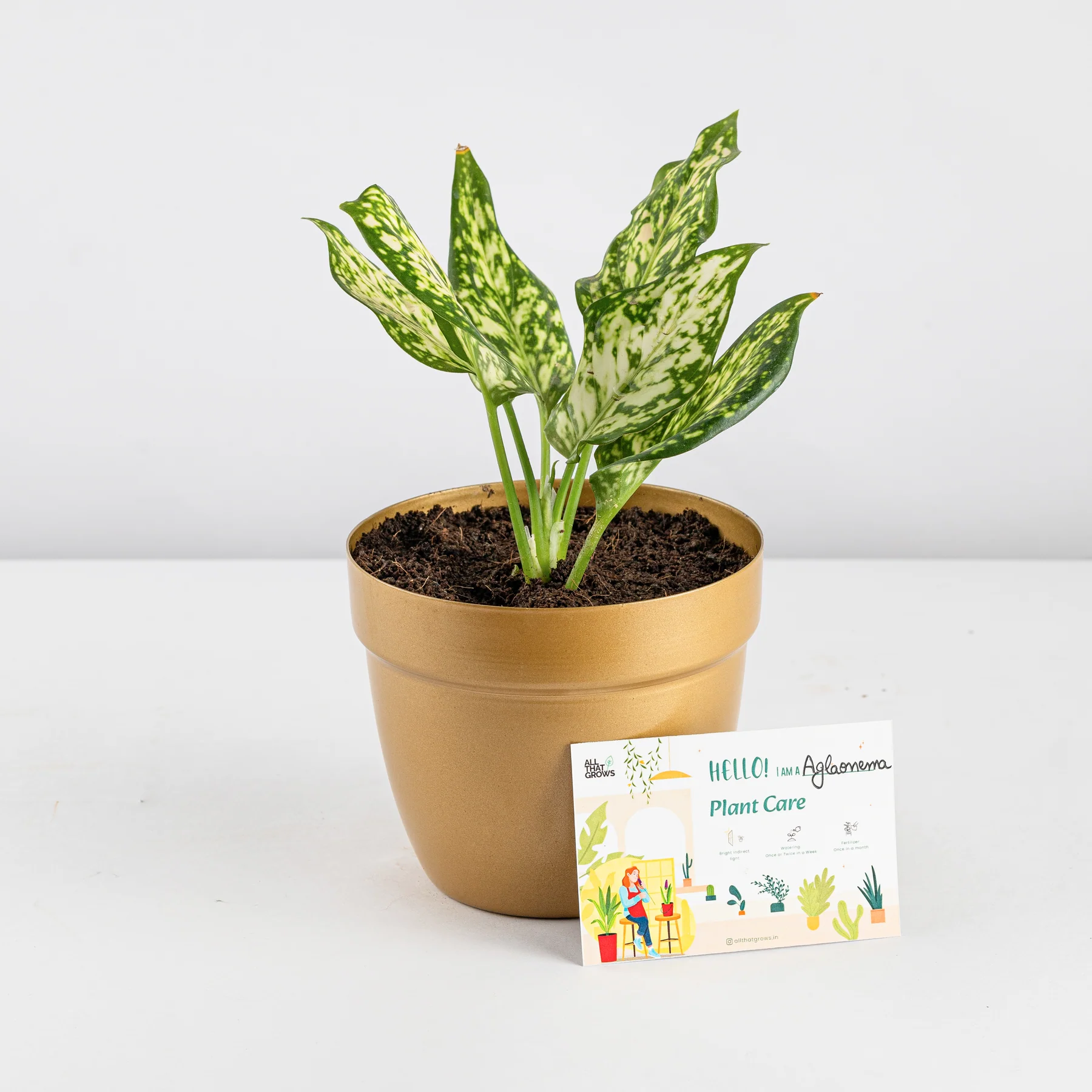 Aglaonema White Plant