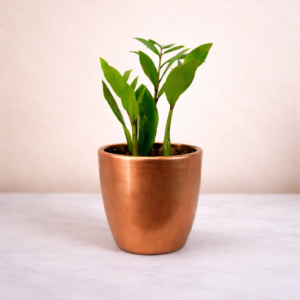 ZZ Plant (Zamioculcas zamiifolia)