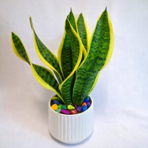 Snake Plant (Sansevieria)