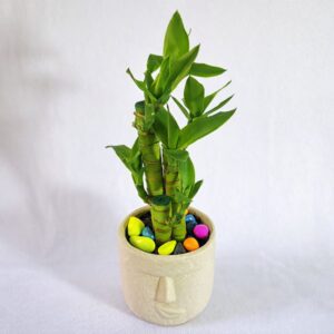 Lucky Bonsai Potted Bamboo